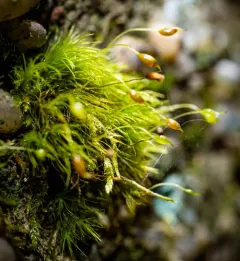 Silky Forklet-moss thumbnail 2
