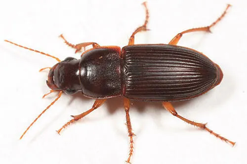 Harpalus faunus