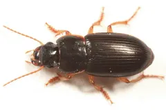 Harpalus herbivagus thumbnail 3