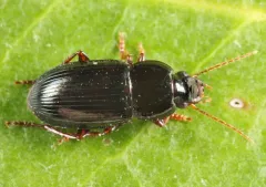 Selenophorus gagatinus thumbnail 2