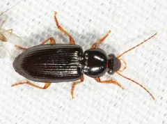 Selenophorus hylacis thumbnail 4