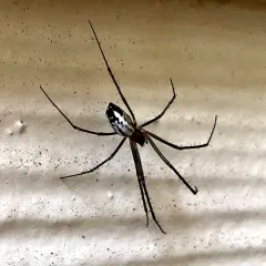 Sierra Dome Spider thumbnail 2