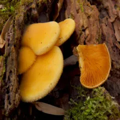 Stinking Orange Oyster thumbnail 3