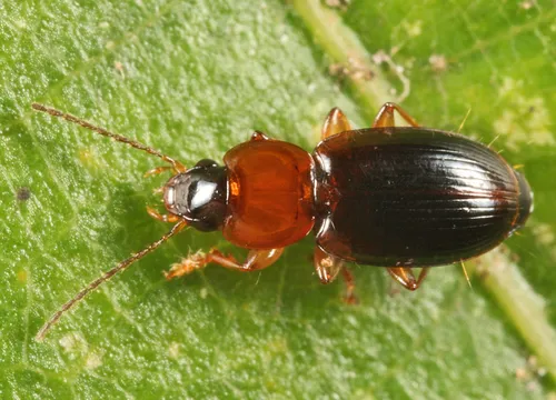 Agonoleptus thoracicus