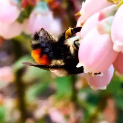 Black-tailed Bumble Bee thumbnail 4
