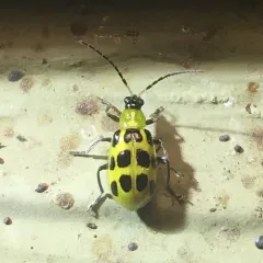 Spotted Cucumber Beetle thumbnail 2