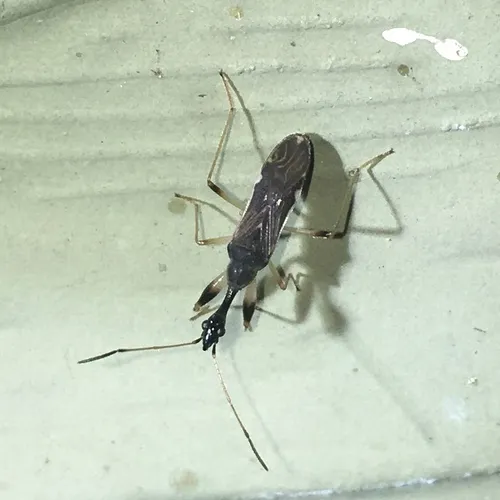 Long-necked Seed Bug