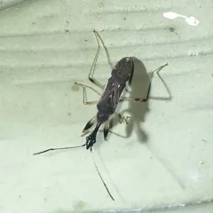 Long-necked Seed Bug thumbnail 1