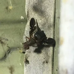 Common Picture-winged Fly thumbnail 2