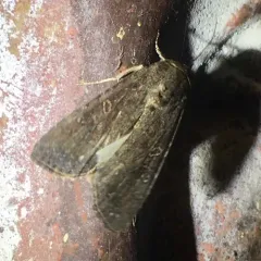 Fall Armyworm Moth thumbnail 2