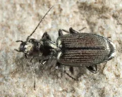 Apristus latens thumbnail 1
