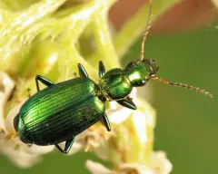 Calleida purpurea thumbnail 2