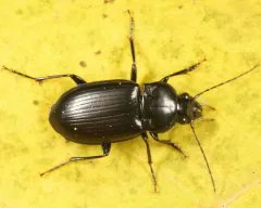 Diplocheila assimilis thumbnail 2
