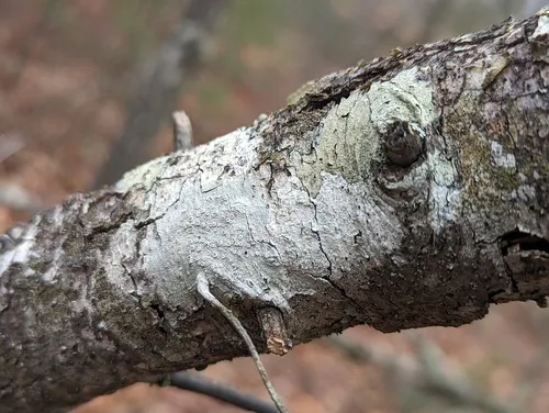 Pink-eyed White-rim