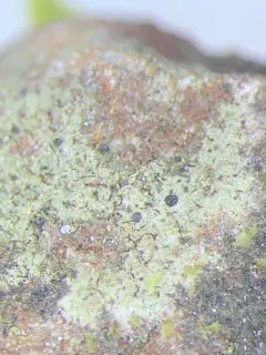 Bryobilimbia ahlesii thumbnail 2