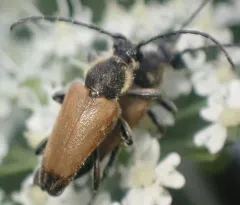 Proximal Long-horned Beetle thumbnail 2