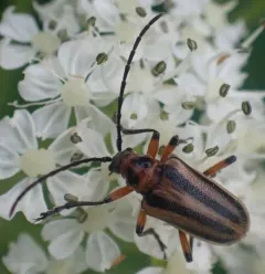 Black-winged Long-horned Beetle thumbnail 1