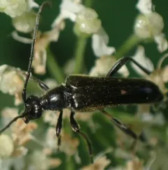 Long-winged Longhorn Beetle thumbnail 4