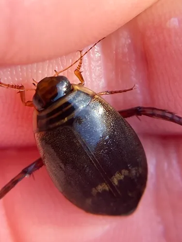 Acilius confusus