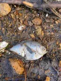 Silver Surfperch thumbnail 3