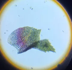 Shady Earwort thumbnail 3