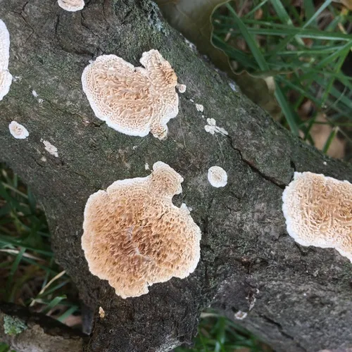 Milk-white Toothed Polypore