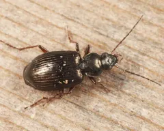Agonum excavatum thumbnail 2