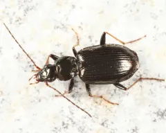 Agonum ferreum thumbnail 2