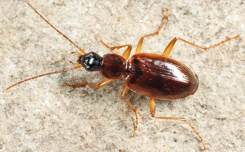 Agonum galvestonicum
