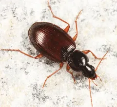 Agonum retractum thumbnail 2
