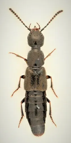 Bisnius siegwaldii
