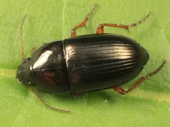 Amara angustatoides thumbnail 1