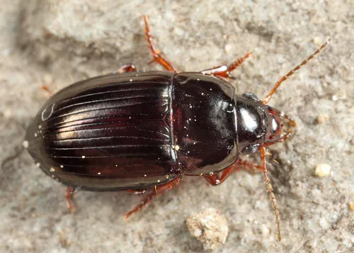 Brassy Harp Ground Beetle