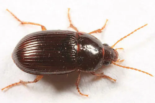 Amara musculis