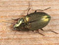 Amara patruelis thumbnail 3