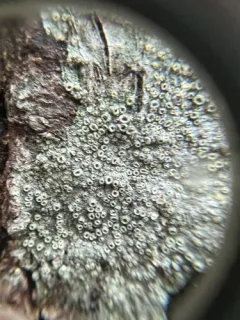 Ragged Wart Lichen thumbnail 2