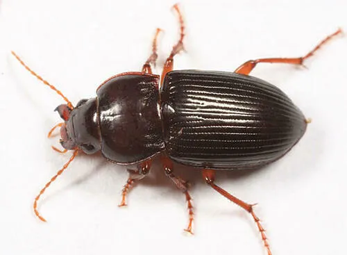 Amara pennsylvanica