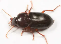 Amara pennsylvanica thumbnail 1
