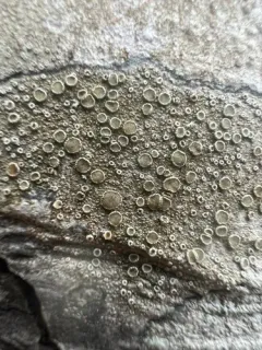 Lecanora pacifica thumbnail 3
