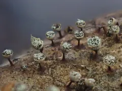 Craterium leucocephalum thumbnail 1