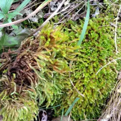 spoon-leaved moss thumbnail 4