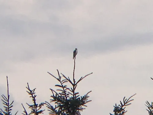 White-tailed Kite