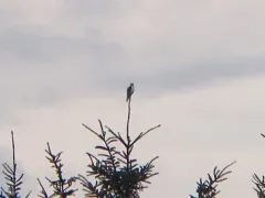White-tailed Kite thumbnail 1