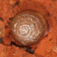 Maze Pinecone thumbnail 3