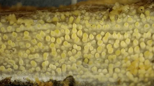 weeping toothcrust