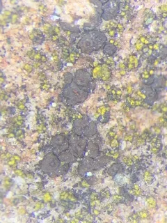 dusty cobblestone lichen thumbnail 4
