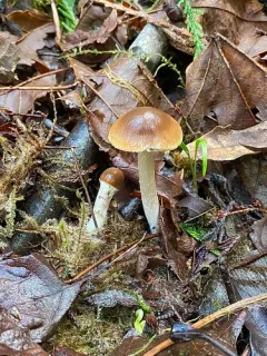 Psathyrella praetenuis thumbnail 2