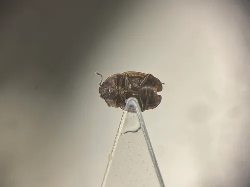 Epuraea populi