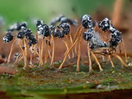 Physarum flavicomum