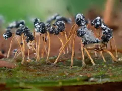 Physarum flavicomum thumbnail 1